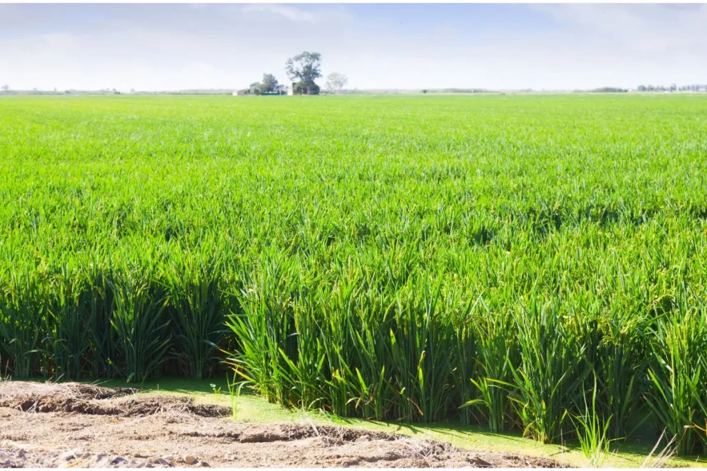 Australian-made filtration screens improve sugar mill yield